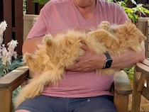 お庭遊びが大好きな猫さん、泥んこのままお腹なでなでをおねだり