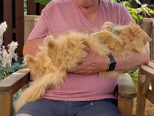 お庭遊びが大好きな猫さん、泥んこのままお腹なでなでをおねだり