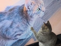 「そこにいるのは誰ニャ？」テレビの自分に釘付けな猫さん