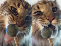 猫用のペロペロキャンディ、喜んでくれるかな？