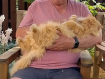 お庭遊びが大好きな猫さん、泥んこのままお腹なでなでをおねだり
