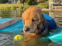 湖でぷかぷか浮かぶ犬さん、お気に入りのボールで水遊び！ 思いっきり夏を楽しんでいます