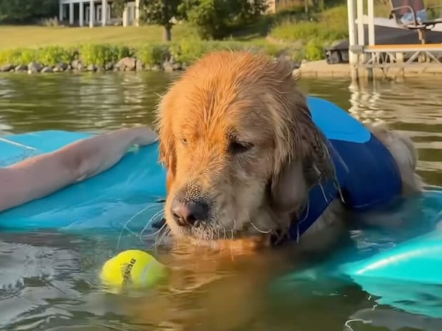 湖でぷかぷか浮かぶ犬さん、お気に入りのボールで水遊び！ 思いっきり夏を楽しんでいます