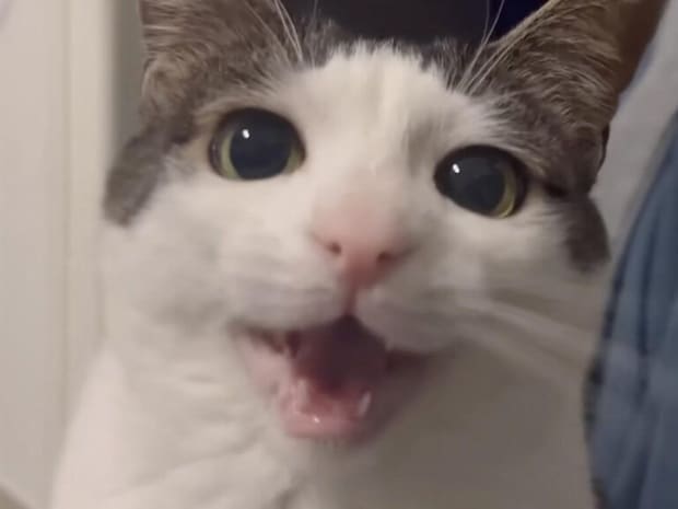 一生懸命おしゃべりしていた猫さん、満足した途端に急に眠くなっちゃった