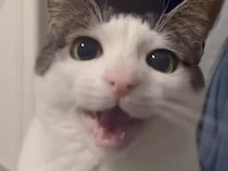 一生懸命おしゃべりしていた猫さん、満足した途端に急に眠くなっちゃった