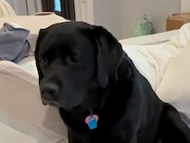 「2日間もいなくなって、一体何があったの…？」赤ちゃんを連れ帰った飼い主に戸惑う犬さん