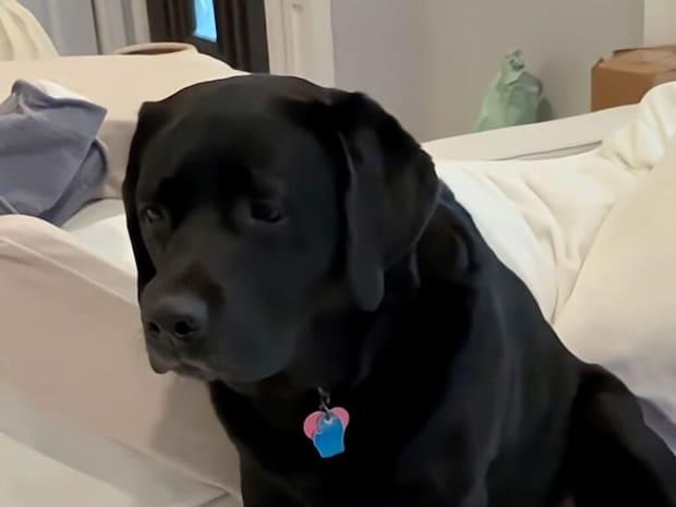 「2日間もいなくなって、一体何があったの…?」赤ちゃんを連れ帰った飼い主に戸惑う犬さん