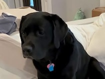 「2日間もいなくなって、一体何があったの…？」赤ちゃんを連れ帰った飼い主に戸惑う犬さん