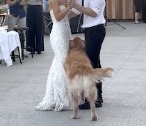 結婚式のダンスを妨害！ かまってほしい犬さんが可愛すぎる