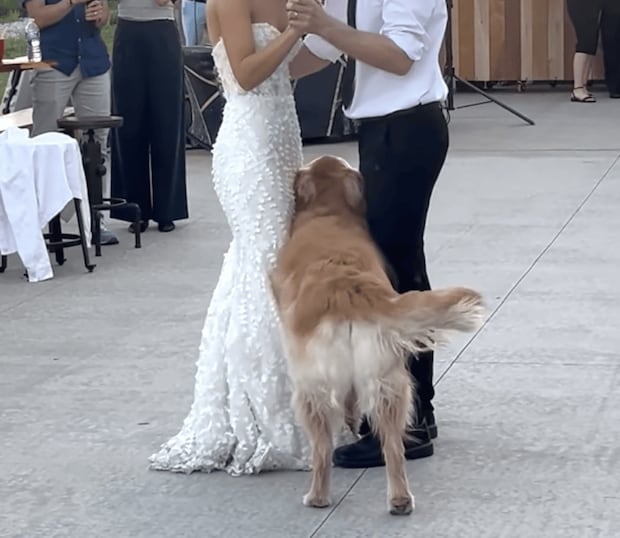 結婚式のダンスを妨害! かまってほしい犬さんが可愛すぎる
