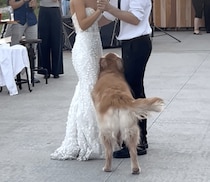 結婚式のダンスを妨害！ かまってほしい犬さんが可愛すぎる