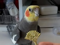 ミニ扇子であおいでもらうオカメインコさん、ご機嫌な歌声を披露
