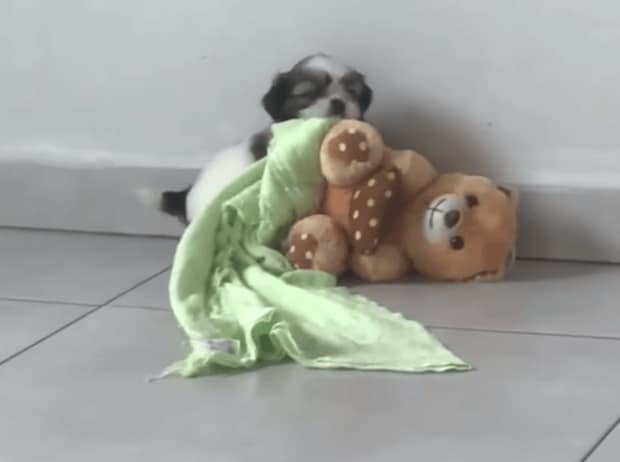 ピュアすぎて苦しい♡ 毛布を運ぶ子犬の目的が可愛すぎ!