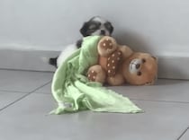 ピュアすぎて苦しい♡ 毛布を運ぶ子犬の目的が可愛すぎ！