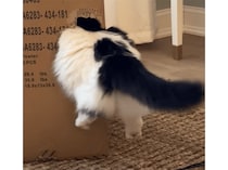小さな穴を見つけたらついつい… 猫さん、体浮いてるよ！
