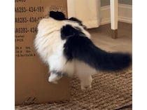 小さな穴を見つけたらついつい… 猫さん、体浮いてるよ！