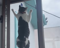 初めてカラスを見た猫、網戸にしがみ付いて大興奮！