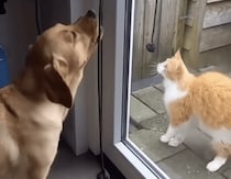 犬「ドアの開け閉めも出来るんだよ！」 得意げな顔が可愛すぎる♡