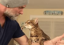 ねぇねぇ、キスして〜！ 甘え方が可愛すぎる猫