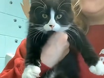 挨拶もお返事もばっちり！ まるで人間みたいな猫さんたちが集合