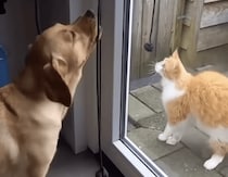 犬「ドアの開け閉めも出来るんだよ！」 得意げな顔が可愛すぎる♡