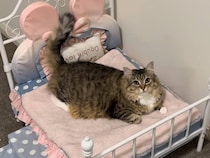 あご下をナデナデされてうっとりの猫さん、甘えん坊全開でお姫様気分