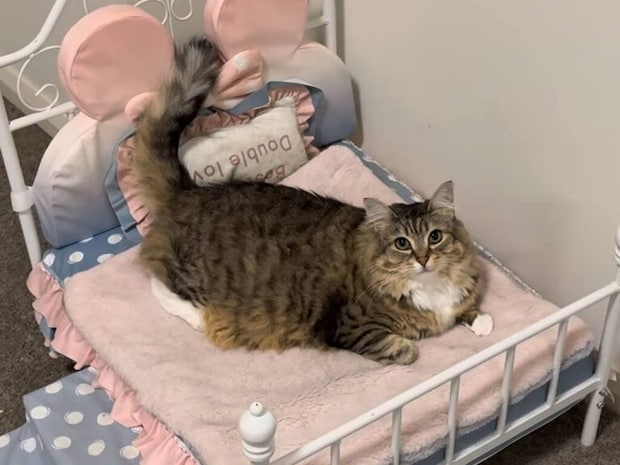 あご下をナデナデされてうっとりの猫さん、甘えん坊全開でお姫様気分