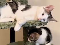 「早く寝なさい！」子育てに奮闘するママ猫さんたちのリアルな姿