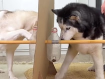 ボトルに入ったおやつを取り出せるかな？ 犬さんたちの個性が爆発した知恵比べ
