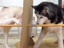 ボトルに入ったおやつを取り出せるかな？ 犬さんたちの個性が爆発した知恵比べ