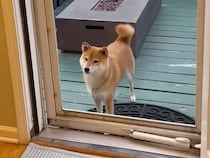 枠だけの扉なのに入れない柴犬さん、その理由が健気すぎた
