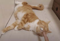 放熱開始！ 夏限定の猫さんの寝相が可愛すぎるぞ♡