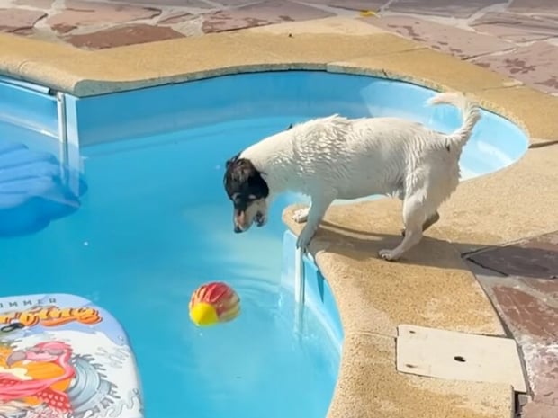 プールのボールを狙う犬さん、「浮き輪を使おう！」と名案を思いついたはずが…