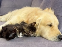 犬さんがいないと眠れない子猫さんたち、そばに集まってすやすや