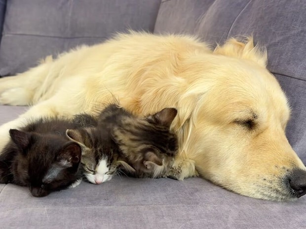 犬さんがいないと眠れない子猫さんたち、そばに集まってすやすや