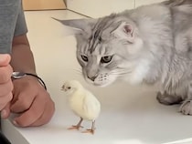 壊れものを扱うみたいにヒヨコさんに触れる猫さん、仲良くなれるかな？