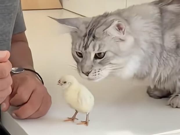 壊れものを扱うみたいにヒヨコさんに触れる猫さん、仲良くなれるかな?