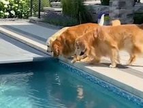 【暑い日の楽しみ】「泳ぎに行きたい人〜？」の声に、犬さんたちが大興奮でダッシュ！