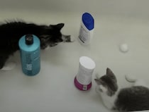 バスタブでピンポンゲーム！ 子猫たちの遊びが楽しそう