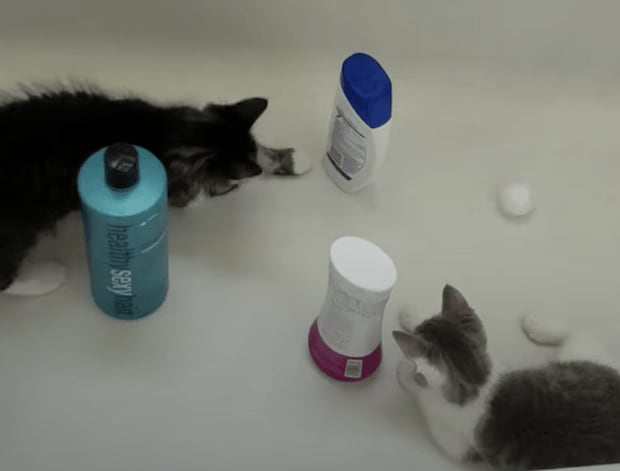 バスタブでピンポンゲーム！ 子猫たちの遊びが楽しそう