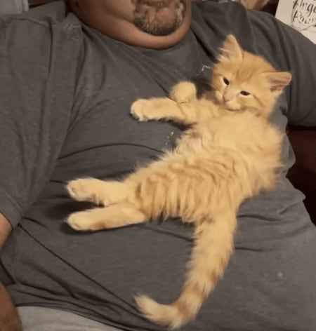 子猫が可愛すぎて、これはもう動けない！ 飼い主さんのお腹をベッドに♡