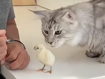 壊れものを扱うみたいにヒヨコさんに触れる猫さん、仲良くなれるかな？