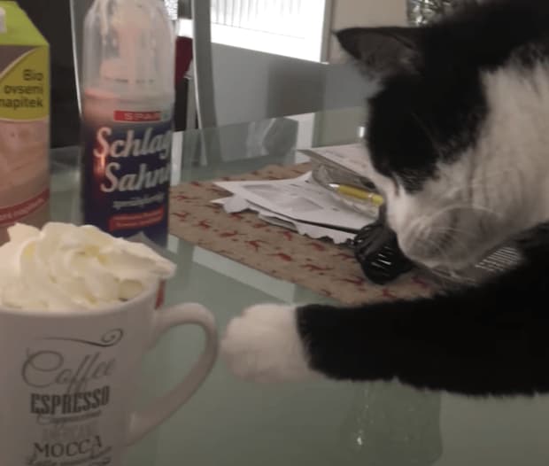 ひと口ならバレにゃいはず… 猫の堂々とした盗み食い！
