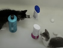 バスタブでピンポンゲーム！ 子猫たちの遊びが楽しそう