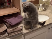 これ楽しい〜♡  猫、困った遊びに夢中になる