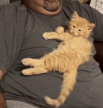 子猫が可愛すぎて、これはもう動けない！ 飼い主さんのお腹をベッドに♡