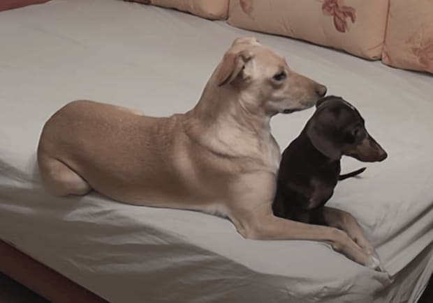 何してたと思う? 留守番している犬と猫の様子を、こっそりカメラで撮影してみたら