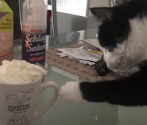 ひと口ならバレにゃいはず… 猫の堂々とした盗み食い！