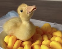 アヒルのお風呂に入るアヒルちゃんが可愛い
