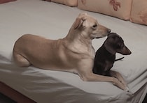 何してたと思う？ 留守番している犬と猫の様子を、こっそりカメラで撮影してみたら